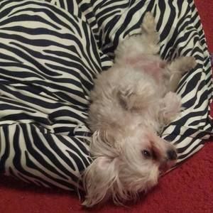 Meet your Posher, Brenda